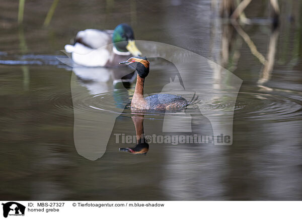 Ohrentaucher / horned grebe / MBS-27327