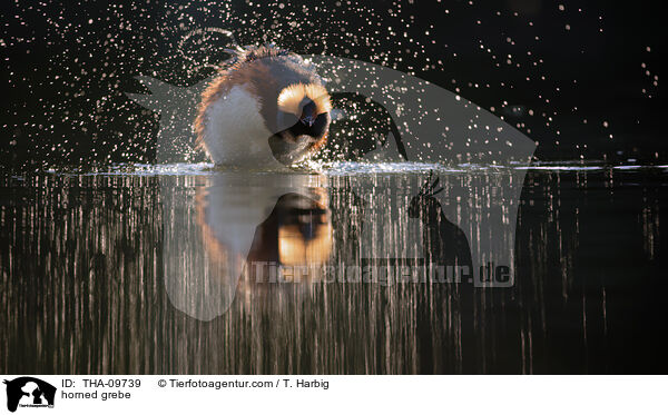 Ohrentaucher / horned grebe / THA-09739