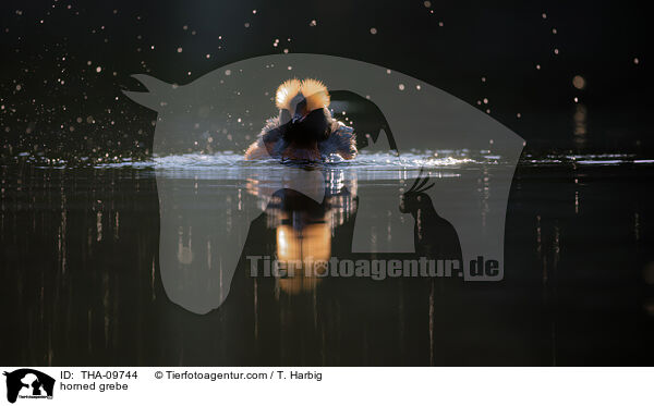 Ohrentaucher / horned grebe / THA-09744