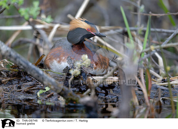 Ohrentaucher / horned grebe / THA-09746