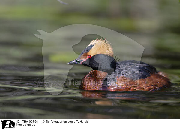 Ohrentaucher / horned grebe / THA-09754