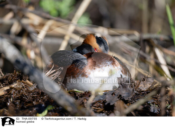 Ohrentaucher / horned grebe / THA-09755