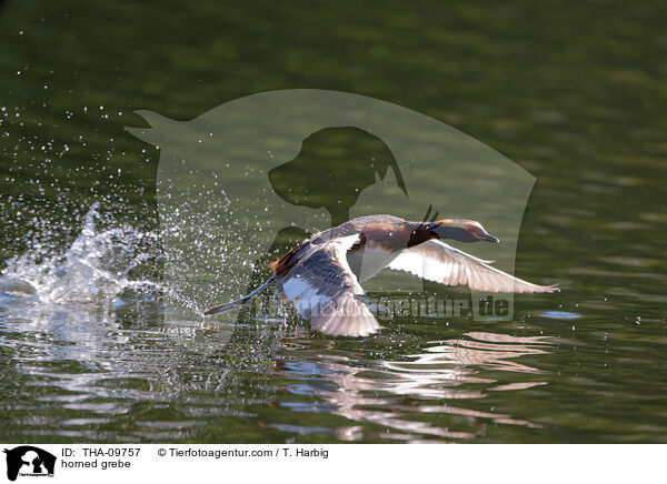 Ohrentaucher / horned grebe / THA-09757