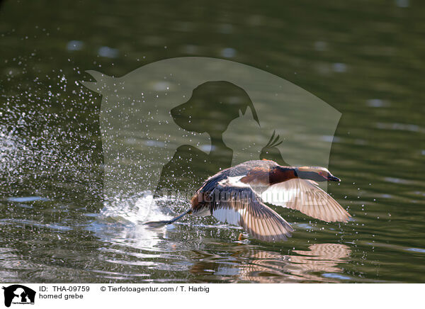 Ohrentaucher / horned grebe / THA-09759