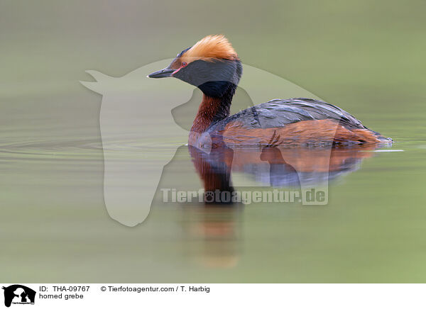 horned grebe / THA-09767