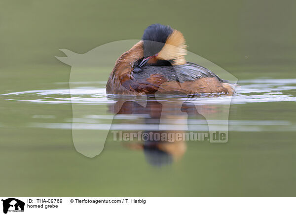 Ohrentaucher / horned grebe / THA-09769