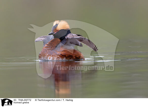 Ohrentaucher / horned grebe / THA-09772