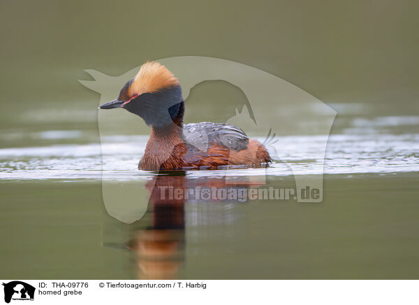 Ohrentaucher / horned grebe / THA-09776