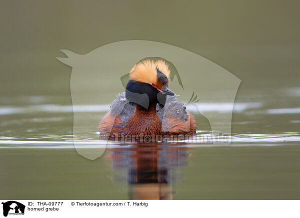 horned grebe / THA-09777