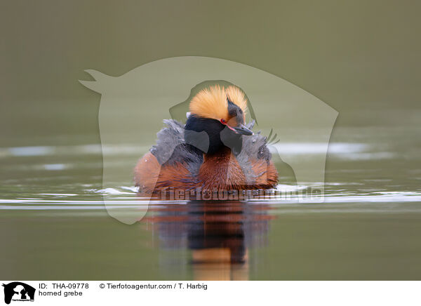 Ohrentaucher / horned grebe / THA-09778