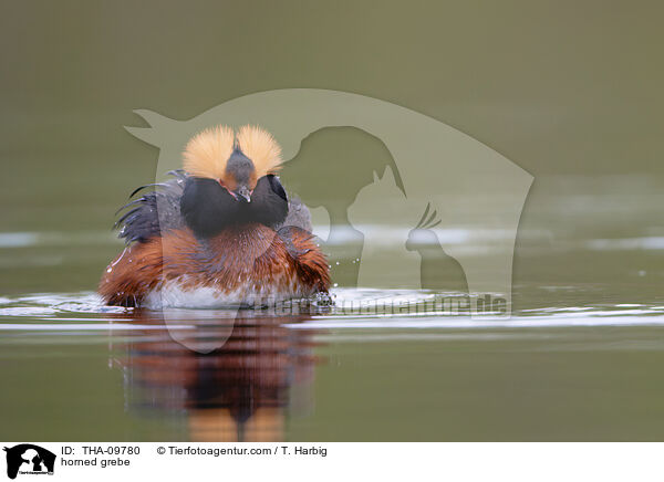 Ohrentaucher / horned grebe / THA-09780