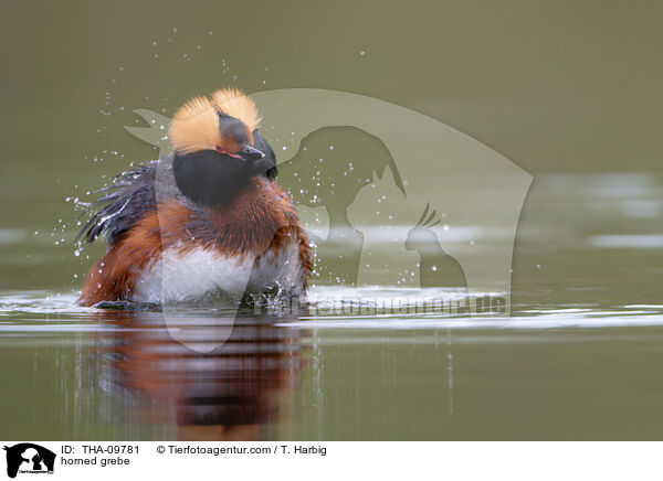 Ohrentaucher / horned grebe / THA-09781