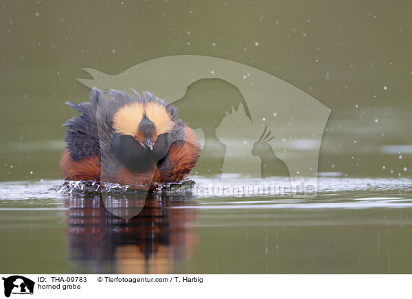 Ohrentaucher / horned grebe / THA-09783