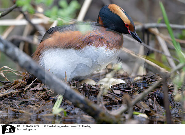 Ohrentaucher / horned grebe / THA-09789