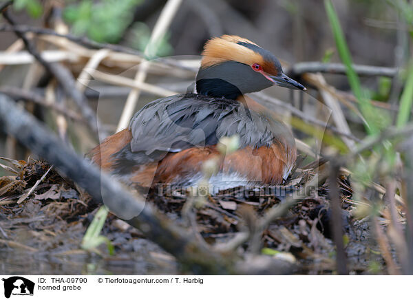 Ohrentaucher / horned grebe / THA-09790