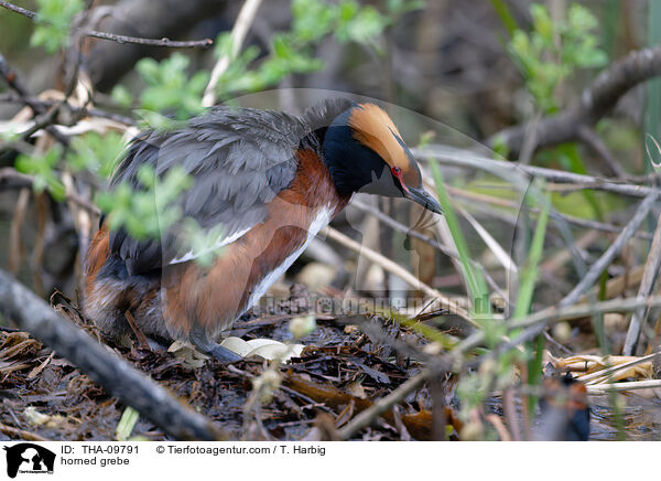 horned grebe / THA-09791