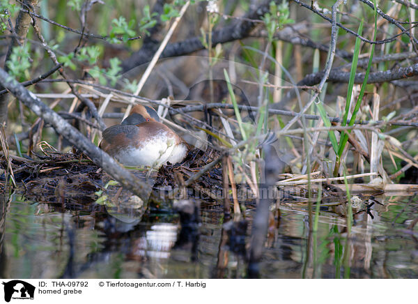 Ohrentaucher / horned grebe / THA-09792