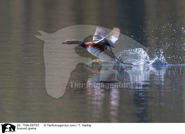 horned grebe / THA-09797