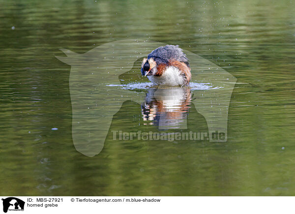 Ohrentaucher / horned grebe / MBS-27921