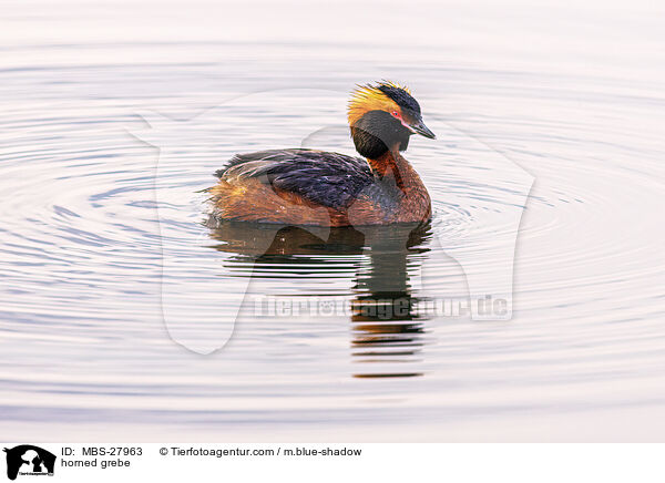 Ohrentaucher / horned grebe / MBS-27963