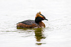 horned grebe