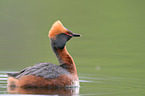 horned grebe