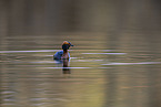 horned grebe