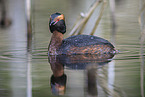 horned grebe