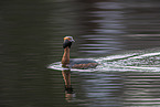 horned grebe