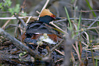 horned grebe