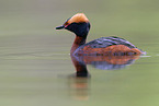 horned grebe