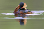 horned grebe