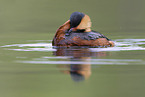 horned grebe