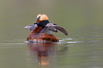 horned grebe