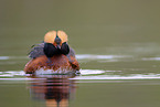 horned grebe