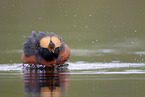 horned grebe