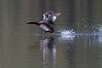 horned grebe