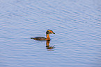 horned grebe