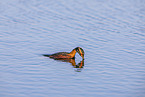 horned grebe