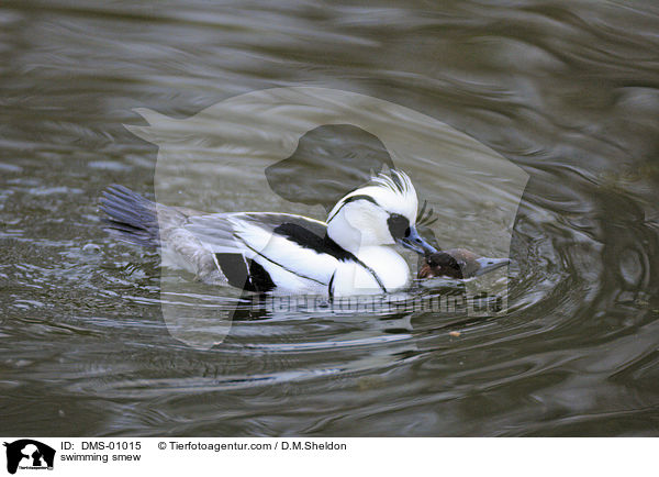 schwimmender Zwergsger / swimming smew / DMS-01015