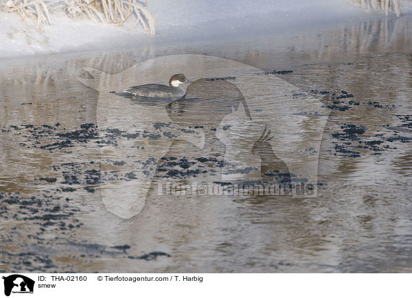 Zwergsger / smew / THA-02160