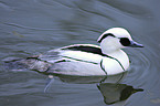 swimming smew