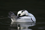 smew