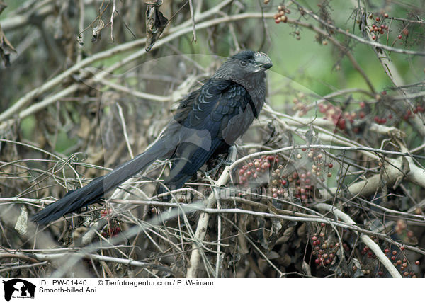 Smooth-billed Ani / PW-01440