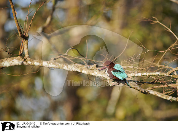 Smyrna kingfisher / JR-04049