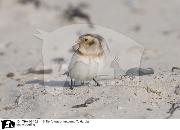 snow bunting / THA-03152