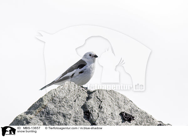 Schneeammer / snow bunting / MBS-13657
