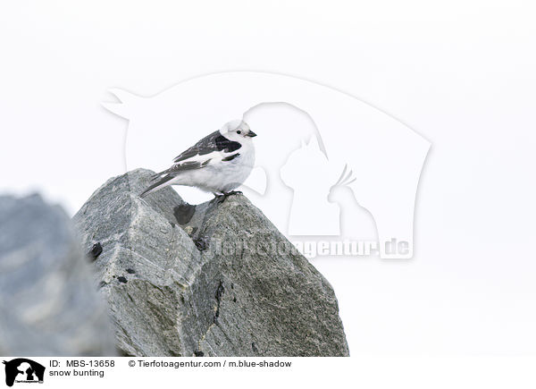 Schneeammer / snow bunting / MBS-13658