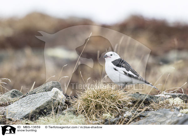 Schneeammer / snow bunting / MBS-13659