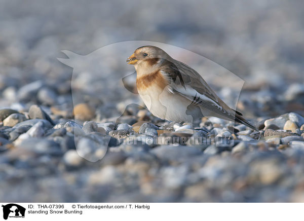 standing Snow Bunting / THA-07396